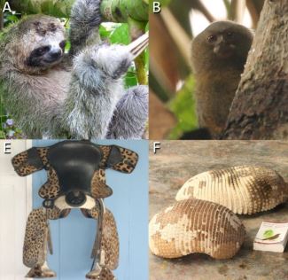 Mammals
