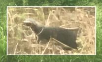 Individuo de Galictis vittata observado en la ranchería Ixtacomitán, Centro, Tabasco, México. Foto: Rodrigo García-Morales.
