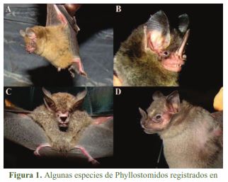 Bats