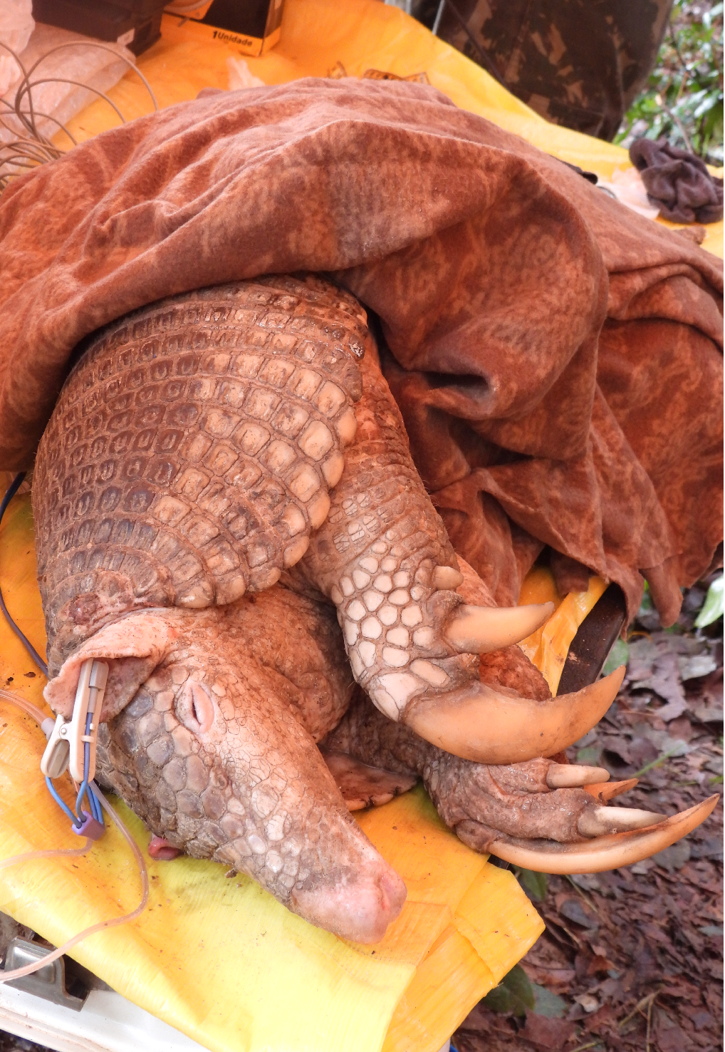 Armadillo Gigante